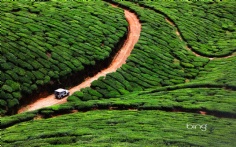 IndiaTeaPlantation1920x120010-3-2011 5_55_00 PM Bing Desktop